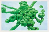 Alexander Ross, Untitled, 2005, Screenprint in colors, on Rising Conservation Board, with full margins,