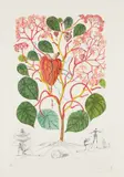 Begonia (Anacardium recordans), from Flordali® (Flora Dalinae) by Salvador Dalí, 1968, Etching with drypoint in colors, on Arches paper, with full margins, sold Oct 2016