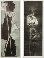 Michael Mazur, Tall Calla II; and Tall Calla II, 1985, Two monotypes in colors, on wove paper, with full margins