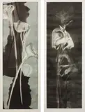 Michael Mazur, Tall Calla II; and Tall Calla II