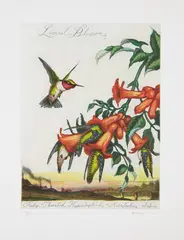 Walton Ford, Limed Blossoms, 2007, Etching and aquatint in colors, on Rives BFK paper, with full margins, from the deluxe edition with the accompanying book Walton Ford: Pancha Tantra , including reproductions of the artist's work and an essay by Bill Buford, all contained in the original brown cloth-covered clamshell box