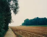 Thomas Struth, Mais-Acker Nach der Ernte n°34, Winterthur, 1993, Chromogenic print