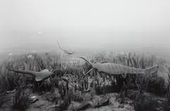 Silurian Period by Hiroshi Sugimoto, 1992, Gelatin silver print, sold Apr 2016