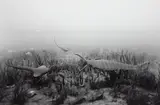 Silurian Period by Hiroshi Sugimoto, 1992, Gelatin silver print, sold Apr 2016