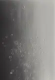 Adam Fuss, Untitled, 2007, Gelatin silver photogram, flush-mounted