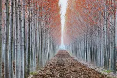 Po Valley, Italy by Ernst Haas, 1970, Chromogenic print, printed later, flush-mounted, offered Apr 2016