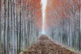 Ernst Haas, Po Valley, Italy