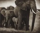 Nick Brandt, Elephant mother and two babies, Serengeti