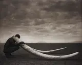 Nick Brandt, Ranger with tusks of killed elephant, Amboseli