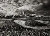 Sebastião Salgado, Macaroni Penguins in Zavodovski Island, The Sandwich Islands, 2009, Gelatin silver print