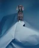 William Wegman, Blue Volcano