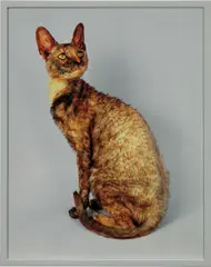 Elad Lassry, Cornish Rex, 2007, Chromogenic print