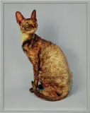 Elad Lassry, Cornish Rex, 2007, Chromogenic print