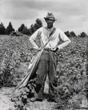 Walker Evans, Bud Fields in his cotton field, Hale County, Alabama, Summer, 1936, Gelatin silver print, print date unknown