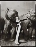 Richard Avedon, Dovima with Elephants, Evening dress by Dior, Cirque d’Hiver, Paris, August