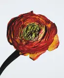 Irving Penn, Ranunculus/ Ranunculus asiaticus: Picotee (New York)