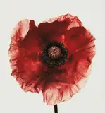 Poppy: Burgundy, New York by Irving Penn, 1968, Pigment print, printed 2006, sold Oct 2016