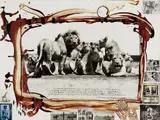 Peter Beard, Lion Pride from The End of the Game, 1976, Gelatin silver print with ink, blood and affixed gelatin silver and Polaroid prints, executed later