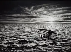 Sebastião Salgado, Southern Right Whale, Navigating in the Golfo Nuevo, Valdés Peninsula, Argentina, 2005, Gelatin silver print, printed 2014
