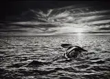 Southern Right Whale, Navigating in the Golfo Nuevo, Valdés Peninsula, Argentina by Sebastião Salgado, 2005, Gelatin silver print, printed 2014, offered Oct 2016