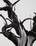 Dead Tree, Sunset Crater National Monument, Arizona by Ansel Adams, 1947, Gelatin silver print from Portfolio II, The National Parks and Monuments , printed 1950, sold Oct 2016