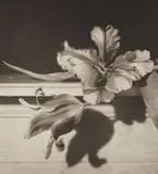 Tulips, Oyster Bay, New York by Horst P. Horst, 1989, Platinum print, printed later, offered Oct 2016