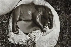 Peter Beard, Elephant Embryo, Uganda, 1966, Gelatin silver print, printed later