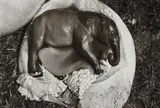 Peter Beard, Elephant Embryo, Uganda, 1966, Gelatin silver print, printed later