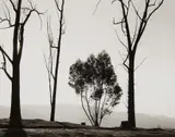 Robert Adams, Edge of San Timoteo Canyon, Redlands, California