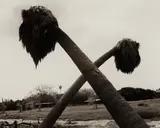 Robert Adams, Dead palms, partially uprooted, Ontario, California