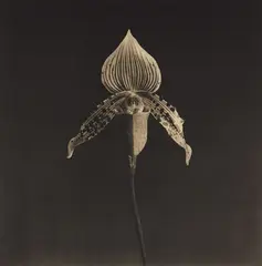 Orchid by Robert Mapplethorpe, 1987, Photogravure, sold Oct 2016