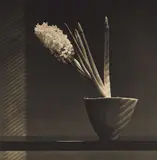 Robert Mapplethorpe, Hyacinth, 1987, Photogravure