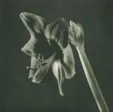 Robert Mapplethorpe, Green Amaryllis from Flowers, 1988, Toned photogravure
