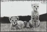 Peter Beard, Orphaned Cheetah Cubs, Mweiga National Park, Kenya for The End of the Game, 1968, Gelatin silver print, executed later
