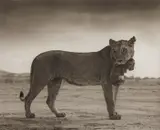 Nick Brandt, Lioness with Cub in Mouth, Amboseli