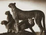 Cheetah and Cubs, Masai Mara by Nick Brandt, 2003, Archival pigment print, sold Oct 2016