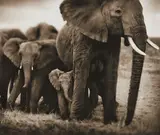 Nick Brandt, Elephant Mother and Two Babies, Serengeti