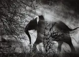 Sebastião Salgado, Elephant (Against light), Kafue National Park, Zambia