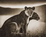 Nick Brandt, Sitting Lionesses, Serengeti