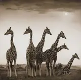 Nick Brandt, Giraffe Fan, Aberdares