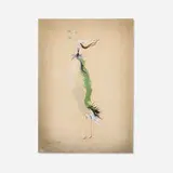 Léonor Fini, Untitled, pencil and watercolor on paper