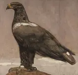 Paul Jouve, Aigle Royal Pose de Profil