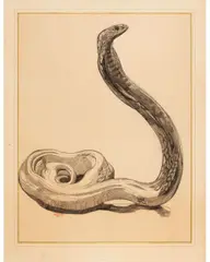 Paul Jouve, Cobra Dressé