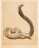 Paul Jouve, Cobra Dressé