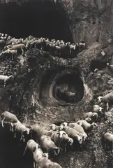 George Krause, Sheep, Portugal, gelatin silver print on paper