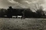 William D. Wittliff, Out Webberville Road, January 6, 1974