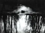 Redding Woods Connecticut by Paul Caponigro, gelatin silver print, sold May 2025