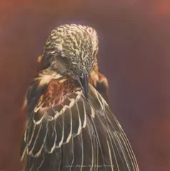 Kate Breakey, Agelaius phoeniceus, Red-Winged Blackbird, 2001, hand-colored gelatin silver print on paper