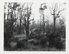 Gary Faye, Wooded landscape, 2017, gelatin silver print