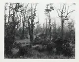 Gary Faye, Wooded landscape, 2017, gelatin silver print